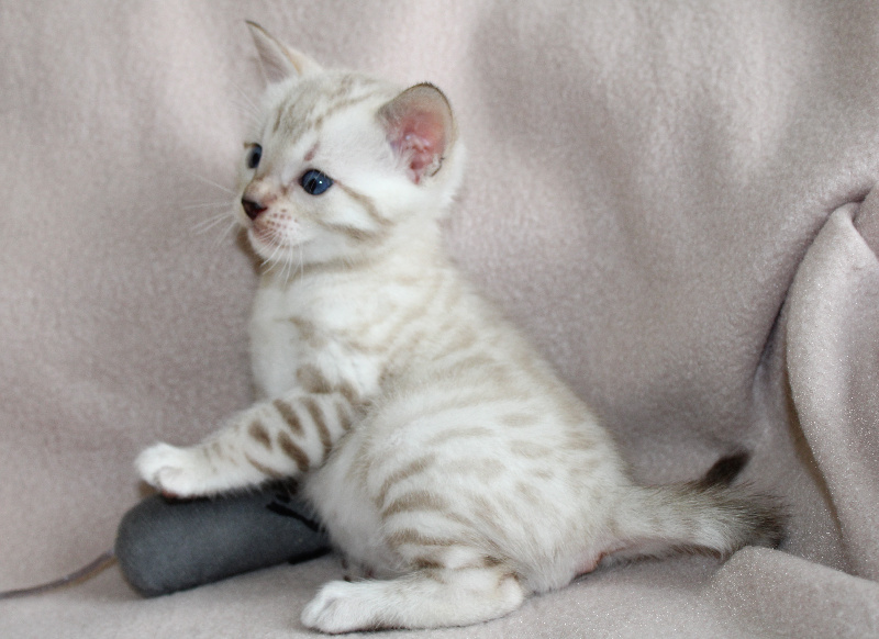 CHATON