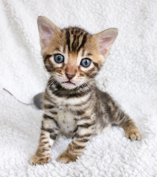 CHATON