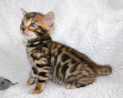 CHATON - Bengal