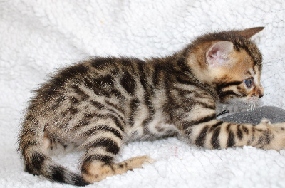 CHATON - Bengal