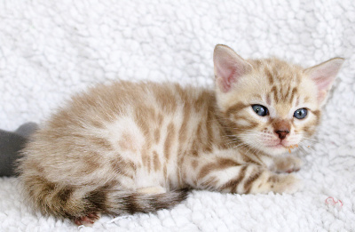 CHATON - Bengal