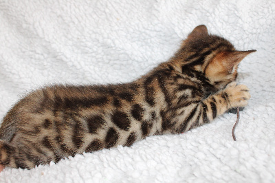 CHATON - Bengal