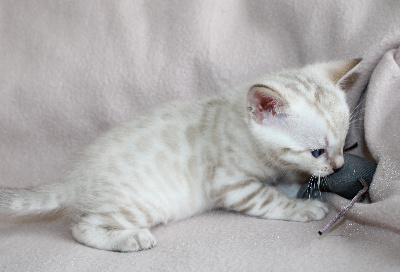 CHATON - Bengal