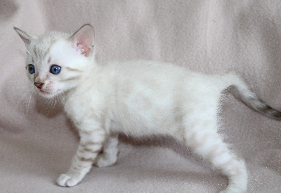 CHATON - Bengal