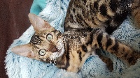 Felix-felicis - Bengal - Portée née le 17/04/2018