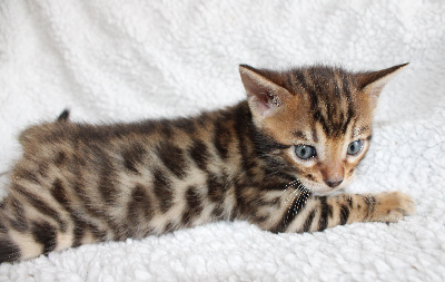 CHATON - Bengal