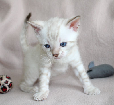 CHATON - Bengal