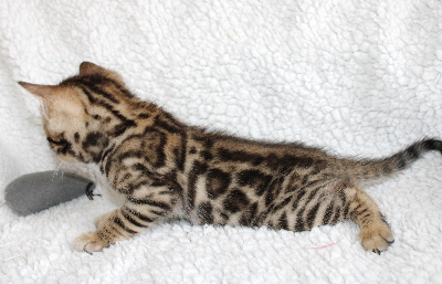 CHATON - Bengal