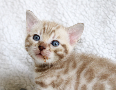 CHATON - Bengal