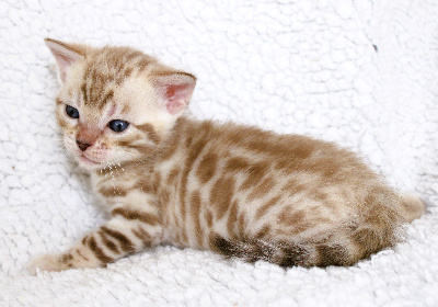 CHATON - Bengal