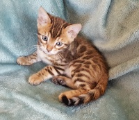 Felix-felicis - Bengal - Portée née le 28/03/2018