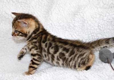 CHATON - Bengal
