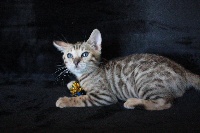 Felix-felicis - Bengal - Portée née le 03/08/2018