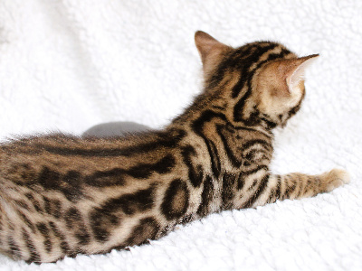 CHATON - Bengal
