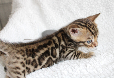 CHATON - Bengal