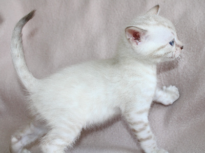 CHATON - Bengal