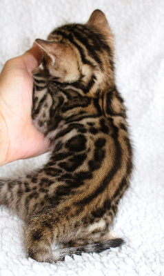 CHATON - Bengal