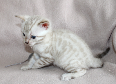 CHATON - Bengal