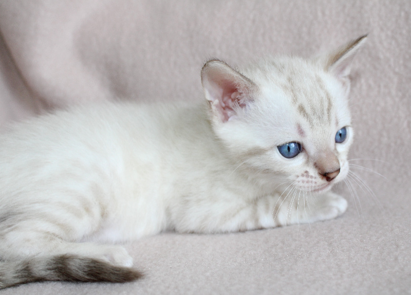 CHATON