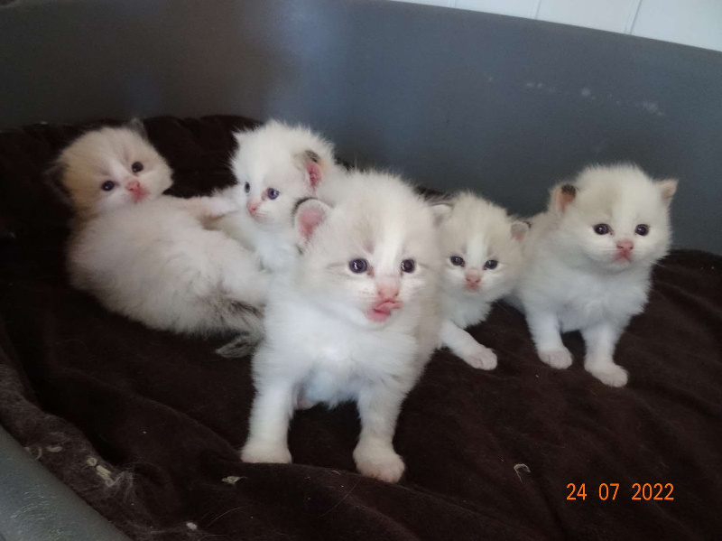 chaton Ragdoll Au Coeur De Poupee