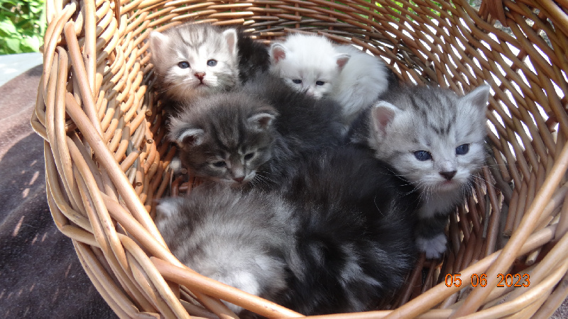 chaton Sibérien Au Coeur De Poupee