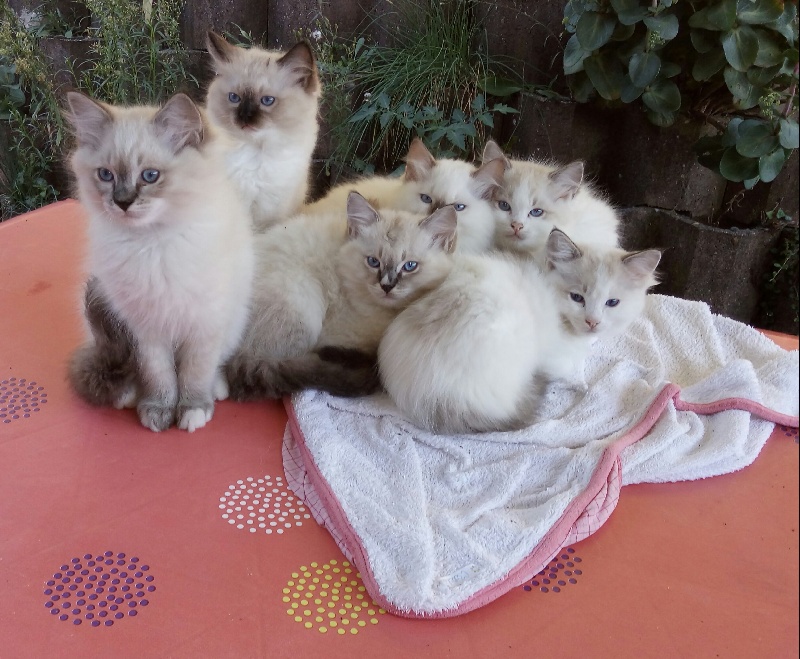 chaton Ragdoll Au Coeur De Poupee