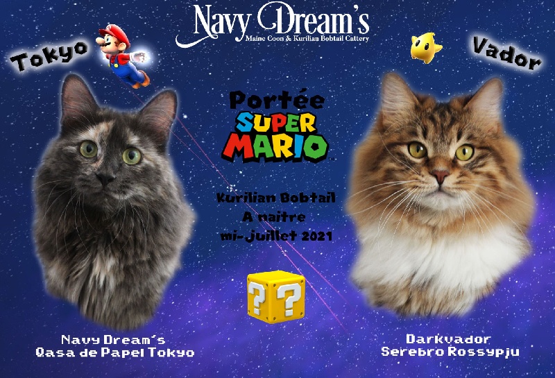 Navy Dream's - Kurilian Bobtail poil court et poil long - Portée née le 14/07/2021