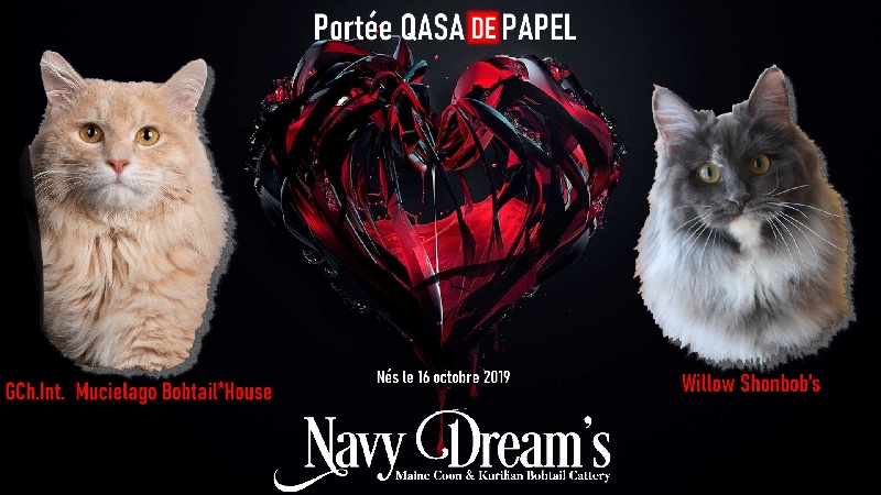 Navy Dream's - Kurilian Bobtail poil court et poil long - Portée née le 16/10/2019