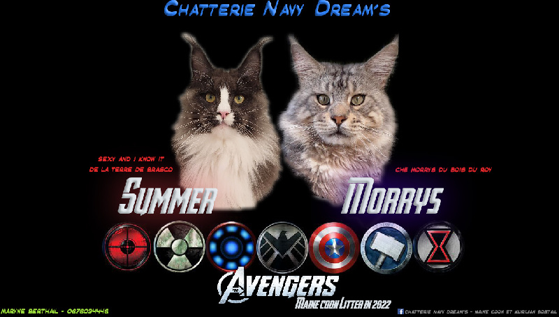 chaton Maine Coon Navy Dream's