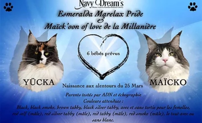 chaton Maine Coon Navy Dream's