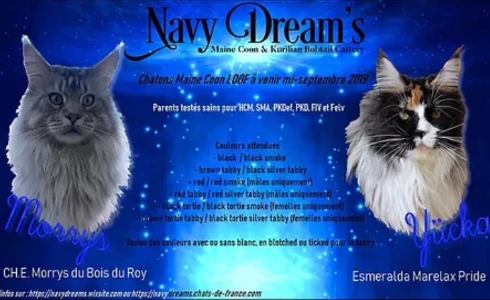chaton Maine Coon Navy Dream's