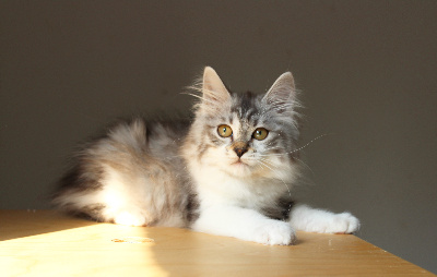 Navy Dream's - Chaton disponible  - Kurilian Bobtail poil court et poil long