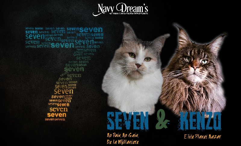 chaton Maine Coon Navy Dream's