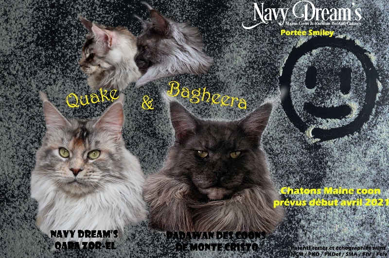 chaton Maine Coon Navy Dream's