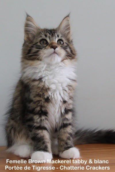 Crackers - Photos des chatons Maine coon