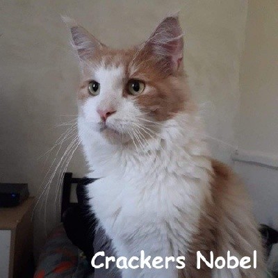 Crackers Nobel