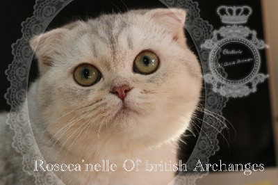 Roseca'nelle Of British Archanges