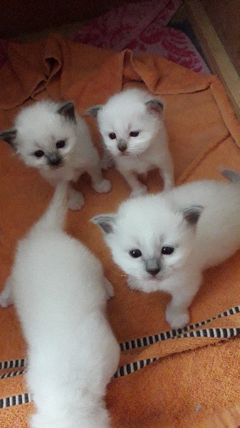 chaton Sacré de Birmanie des stars birmanes