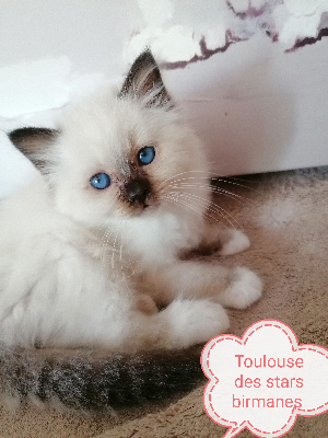 des stars birmanes - Chaton disponible  - Sacré de Birmanie