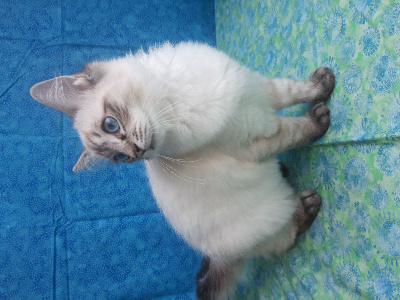 De Rosencat Virna - Chaton disponible  - Ragdoll