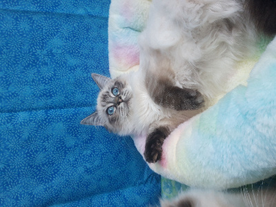 De Rosencat Virna - Chaton disponible  - Ragdoll