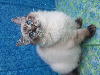 Chatons Ragdoll LOOF, mère grande Championne Internationale Ragdoll