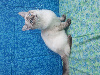 Chatons Ragdoll LOOF, mère grande Championne Internationale Ragdoll