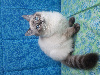 Chatons Ragdoll LOOF, mère grande Championne Internationale Ragdoll