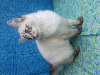 Chatons Ragdoll LOOF, mère grande Championne Internationale Ragdoll