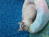 Chatons Ragdoll LOOF, mère grande Championne Internationale Ragdoll
