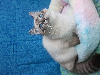 Chatons Ragdoll LOOF, mère grande Championne Internationale Ragdoll