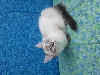 Chatons Ragdoll LOOF, mère grande Championne Internationale Ragdoll