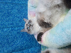 Chatons Ragdoll LOOF, mère grande Championne Internationale Ragdoll