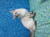 Chatons Ragdoll LOOF, mère grande Championne Internationale Ragdoll